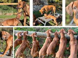 Chiots 100% Rhodesian Ridgeback à vendre