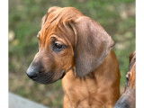 Chiots 100% Rhodesian Ridgeback à vendre