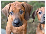 Chiots 100% Rhodesian Ridgeback à vendre