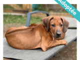 Chiots 100% Rhodesian Ridgeback à vendre