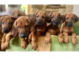 Chiots 100% Rhodesian Ridgeback à vendre