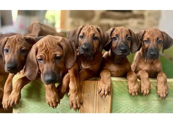 Chiots 100% Rhodesian Ridgeback à vendre