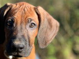 Chiots 100% Rhodesian Ridgeback à vendre