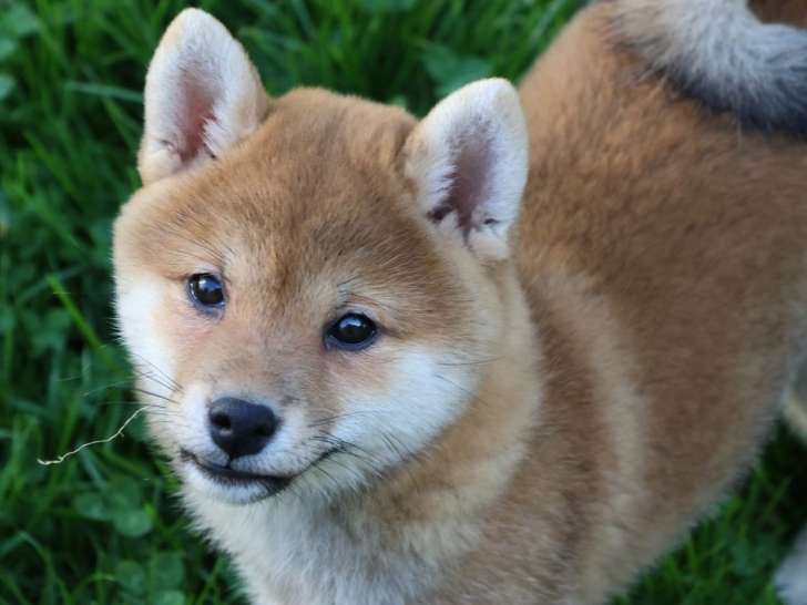 1 chiot femelle Shiba Inu LOF à vendre