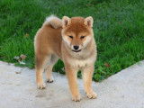 1 chiot femelle Shiba Inu LOF à vendre