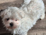 3 chiots Bichons Maltais LOF à réserver, nés en septembre 2025
