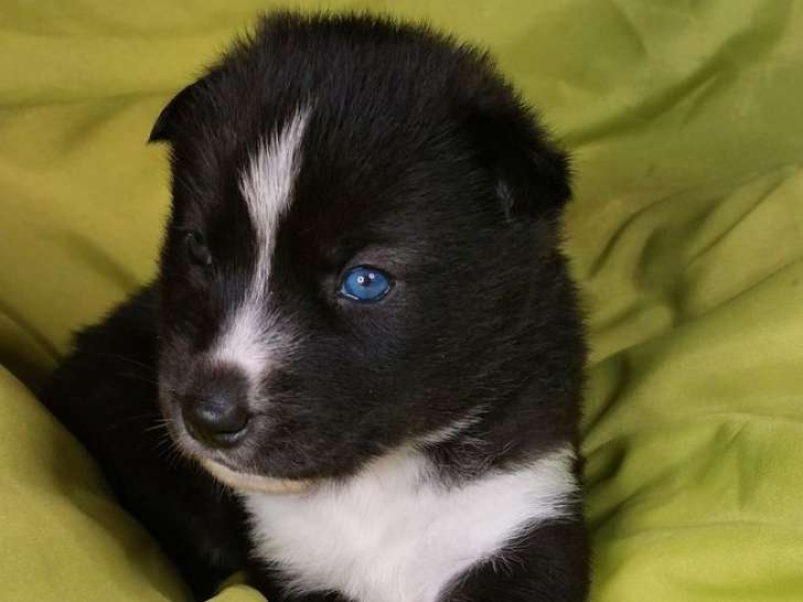 9 chiots Huskies de Sibérie LOF à réserver