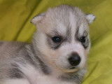 9 chiots Huskies de Sibérie LOF à réserver