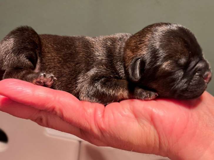 5 chiots Borders Terriers LOF à réserver