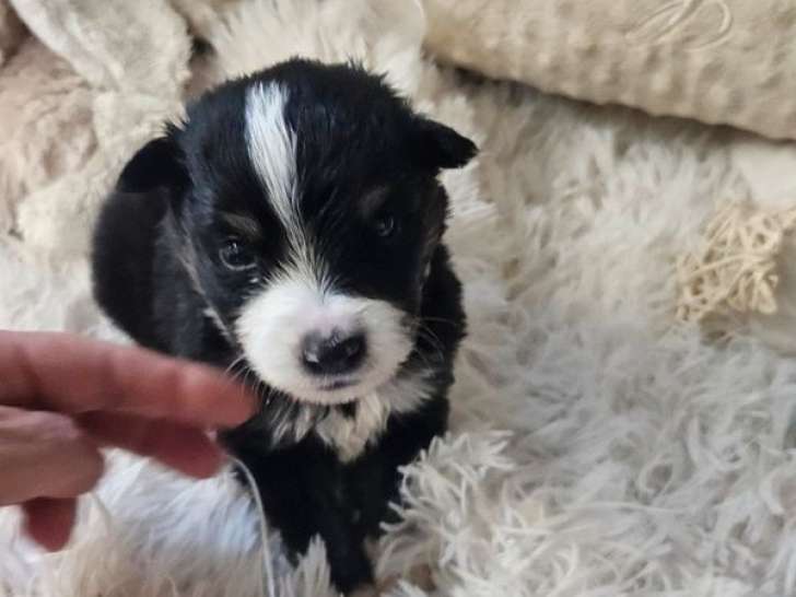 8 chiots Bergers Américains Miniatures non-LOF à réserver