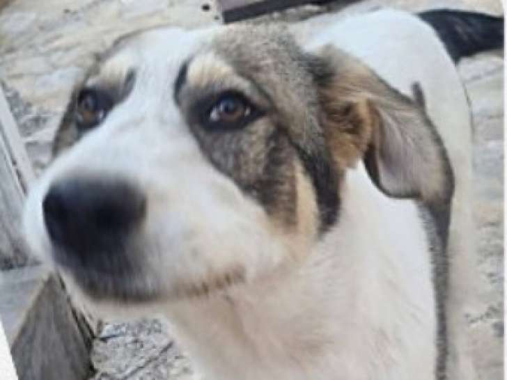 Brutus, chien joueur et énergique à adopter