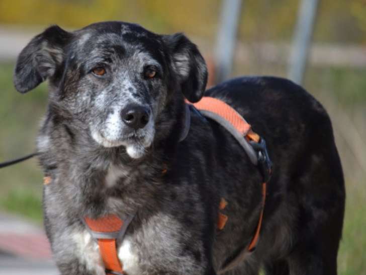 Moira, douce et belle chienne senior à adopter