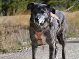 Moira, douce et belle chienne senior à adopter
