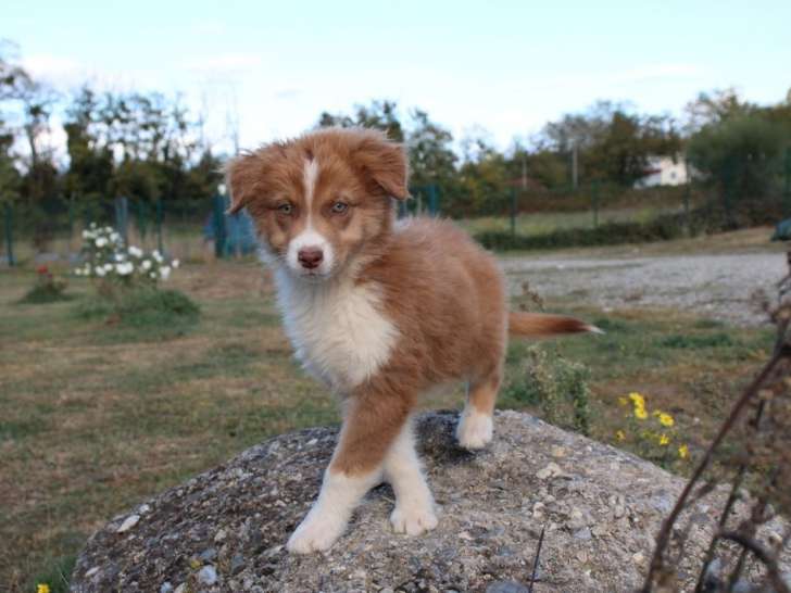 2 chiots mâles Bergers Australiens non-LOF à vendre