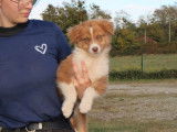 2 chiots mâles Bergers Australiens non-LOF à vendre