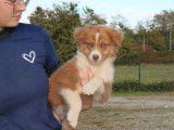 2 chiots mâles Bergers Australiens non-LOF à vendre