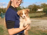 2 chiots mâles Bergers Australiens non-LOF à vendre