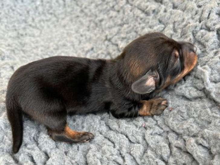 1 chiot mâle Teckel Nain à Poil Dur LOF à réserver