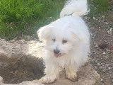 2 chiots mâles Bichons Maltais non-LOF à vendre