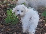2 chiots mâles Bichons Maltais non-LOF à vendre
