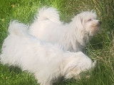 2 chiots mâles Bichons Maltais non-LOF à vendre