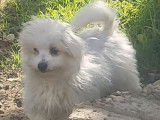 2 chiots mâles Bichons Maltais non-LOF à vendre