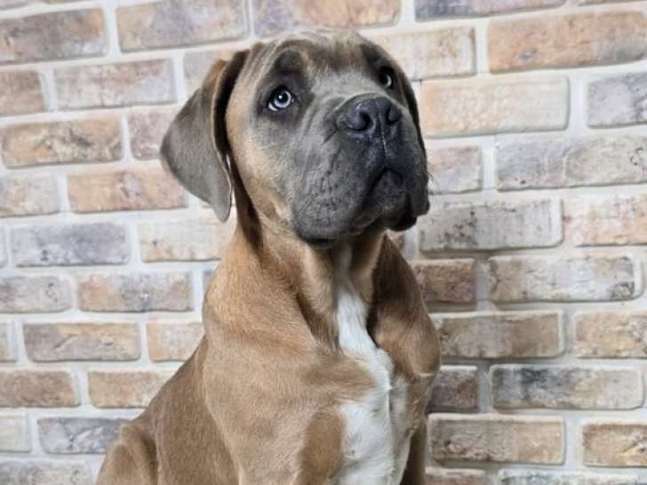 2 chiots Cane Corso LOF à vendre, nés en juillet 2025