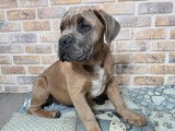2 chiots Cane Corso LOF à vendre, nés en juillet 2025