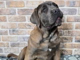 2 chiots Cane Corso LOF à vendre, nés en juillet 2025