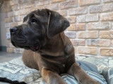 2 chiots Cane Corso LOF à vendre, nés en juillet 2025
