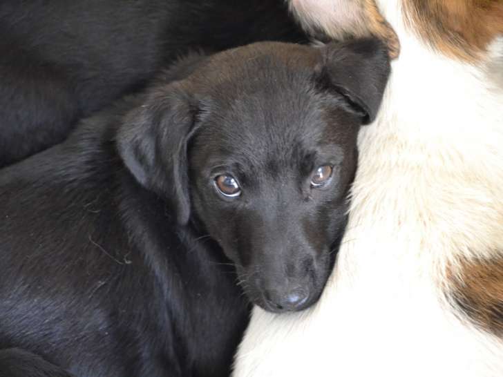 Sirena, chiot femelle à adopter en association