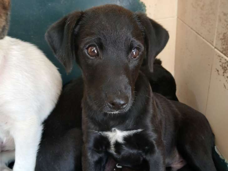 Simon, petit chiot mignon à adopter en association