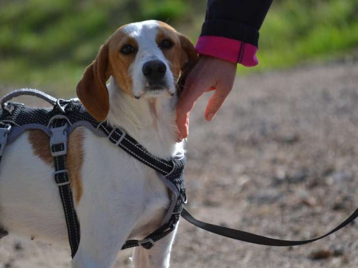 Toba, petit trésor de 8 kg à adopter en association