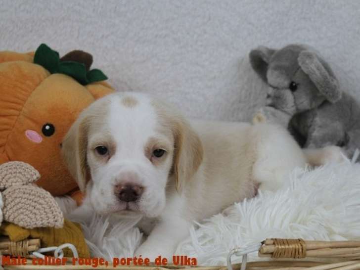 Chiots Beagle bicolores et tricolores LOF à vendre