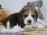 Chiots Beagle bicolores et tricolores LOF à vendre