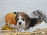 Chiots Beagle bicolores et tricolores LOF à vendre