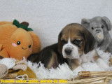 Chiots Beagle bicolores et tricolores LOF à vendre
