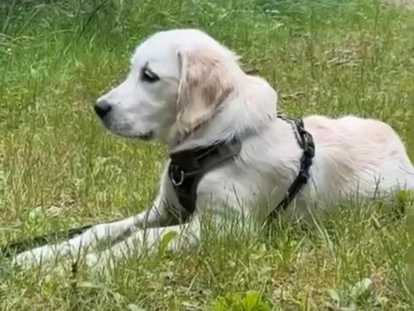 Chiot mâle Golden Retriever LOF de 8 mois à vendre