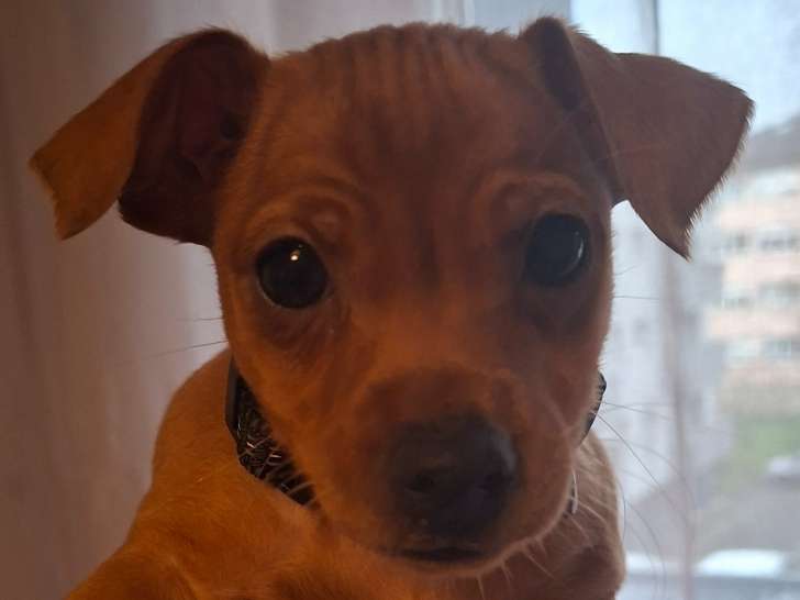 Chiots Pinscher Allemand à vendre