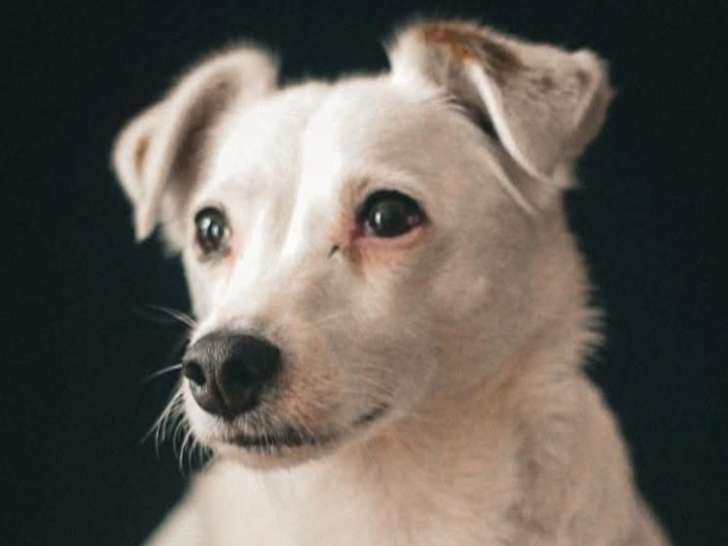 Mamy Handy, chienne Jack Russel à adopter en association