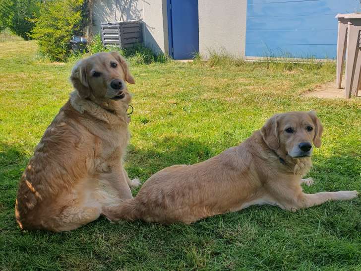 Jolie femelle Golden cherche mâle pour saillie