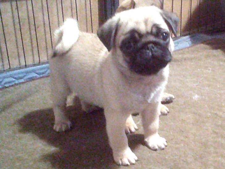 Chiot mâle Carlin à vendre