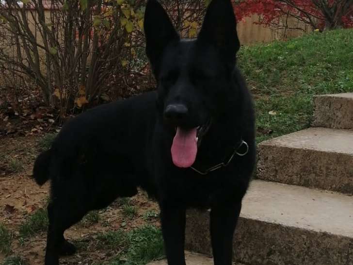 Mâle Berger Allemand disponible pour saillie