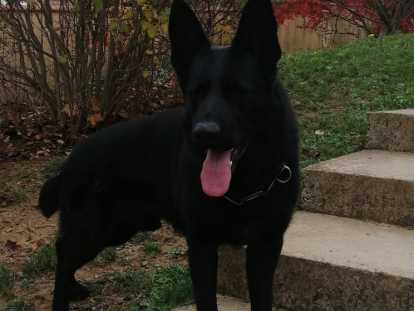 M&acirc;le Berger Allemand disponible pour saillie