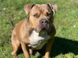Scott, American Bully de 5 ans disponible pour saillie