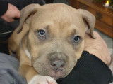 Scott, American Bully de 5 ans disponible pour saillie