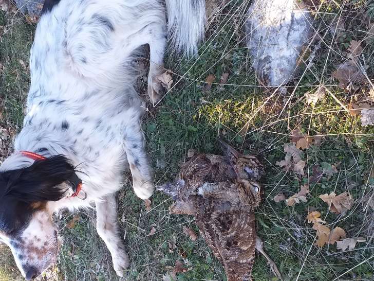 Mâle Setter Anglais disponible pour saillie