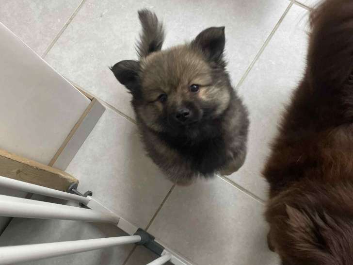 2 chiots Spitz Allemand mâles à vendre