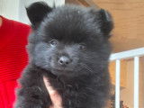 2 chiots Spitz Allemand mâles à vendre