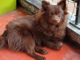2 chiots Spitz Allemand mâles à vendre